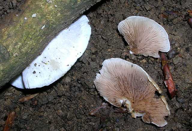 2005 :  Un anno di funghi